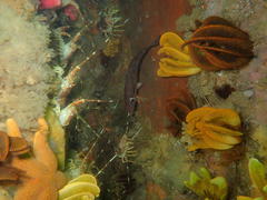 Chirodactylus brachydactylus