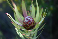 Leucadendron tradouwense