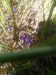 Brodiaea