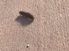 Lophocampa argentata