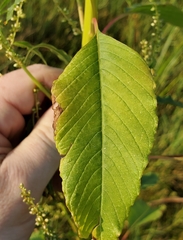 Amaranthus australis