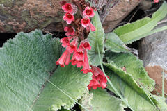 Streptocarpus dunnii