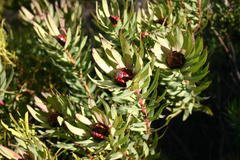 Leucadendron tradouwense