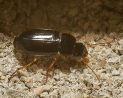 Amblygnathus mexicanus