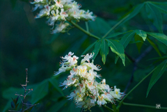 Aesculus glabra arguta