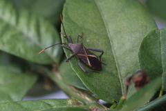 Mictis profana