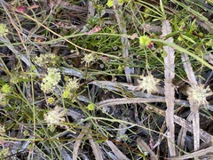 Opercularia vaginata