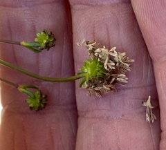 Opercularia vaginata