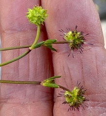 Opercularia vaginata