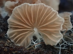 Entoloma pitereka