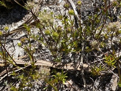 Opercularia vaginata