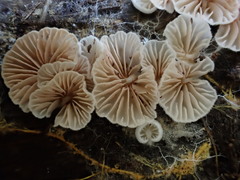 Entoloma pitereka