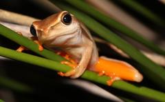 Hyperolius horstockii