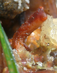 Styelidae
