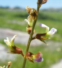 Ophrestia oblongifolia