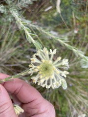 Pimelea octophylla