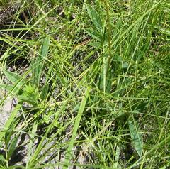 Ophrestia oblongifolia