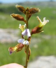 Ophrestia oblongifolia