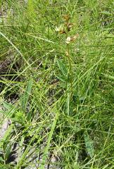 Ophrestia oblongifolia