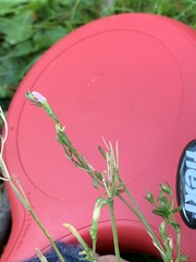 Epilobium billardiereanum