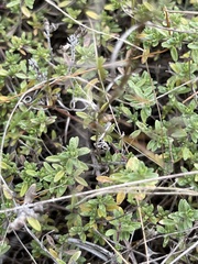 Thymus calcareus