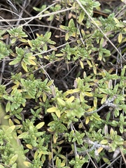 Thymus calcareus