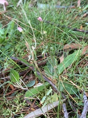 Epilobium billardiereanum