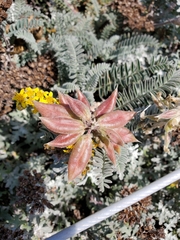 Astragalus nuttallii nuttallii
