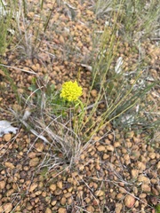 Glischrocaryon behrii