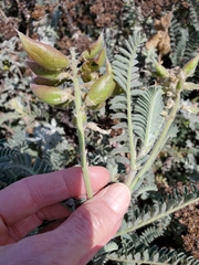 Astragalus nuttallii nuttallii
