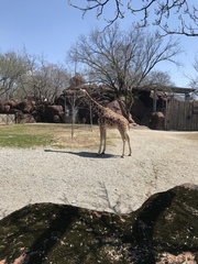 Giraffa