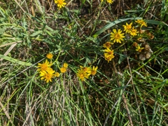 Jacobaea grandidentata