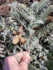 Astragalus nuttallii nuttallii