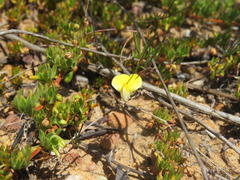 Aspalathus bracteata