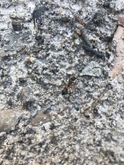 Camponotus consobrinus