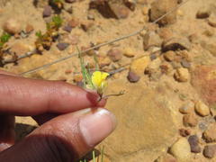 Aspalathus bracteata