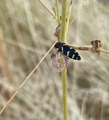 Acmaeodera convicta