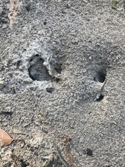 Camponotus consobrinus