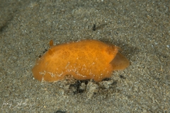 Discodoris paroa