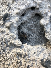 Camponotus consobrinus