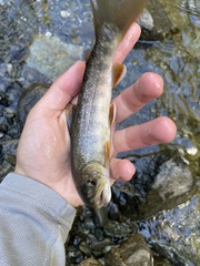Salvelinus malma