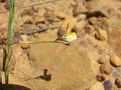 Aspalathus bracteata