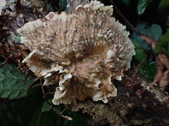Cymatoderma dendriticum