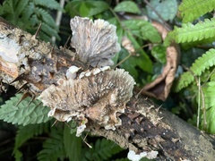 Cymatoderma dendriticum