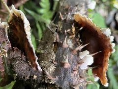 Cymatoderma dendriticum