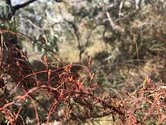 Cassytha glabella dispar