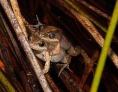 Cacosternum australis