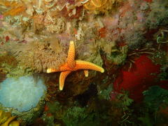 Fromia schultzei