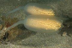 Sycozoa pulchra