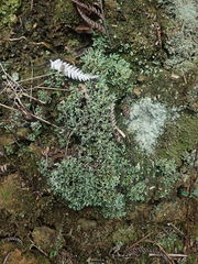Cladonia praetermissa